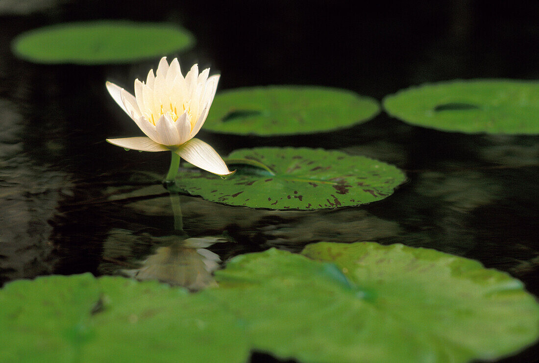 Water lily, white