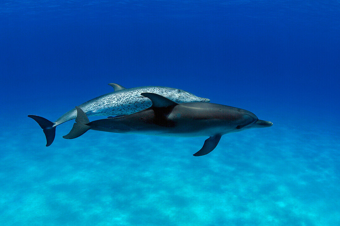 Atlantic Spotted Dolphin, Stenella plagiodon, two swimming together