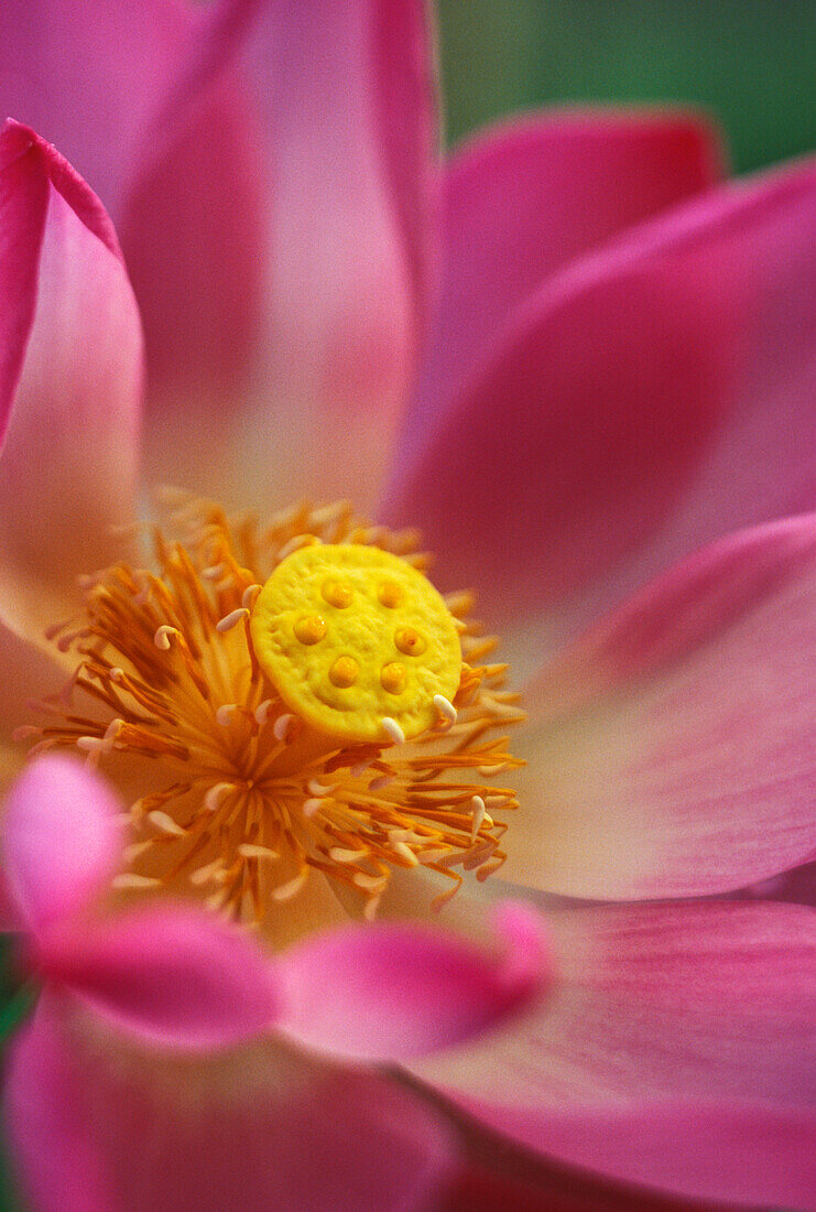 Extreme close-up of pink and white lotus blossom with yellow center