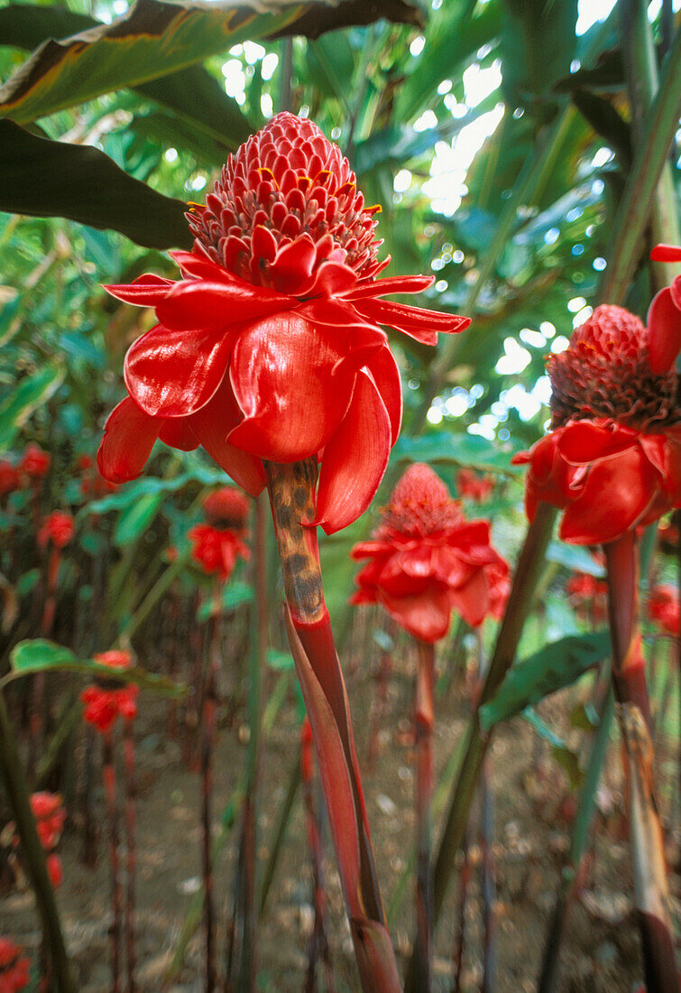 Roter Fackel-Ingwer umgeben von anderen Pflanzen