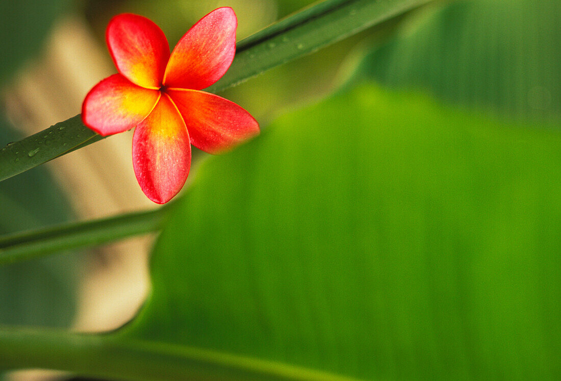 Pink plumeria flower resting on banana plant stem leaves in background
