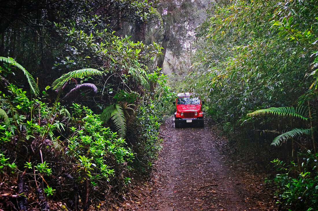 Hawaii, Lanai, Munro Trail on Mt. Lanaihale, with Jeep coming down road through forest
