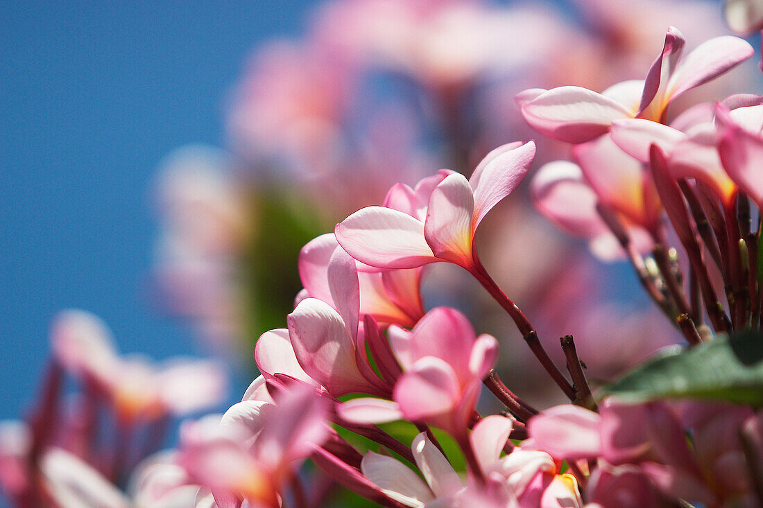 Hawaii, Maui, Pink plumerias.