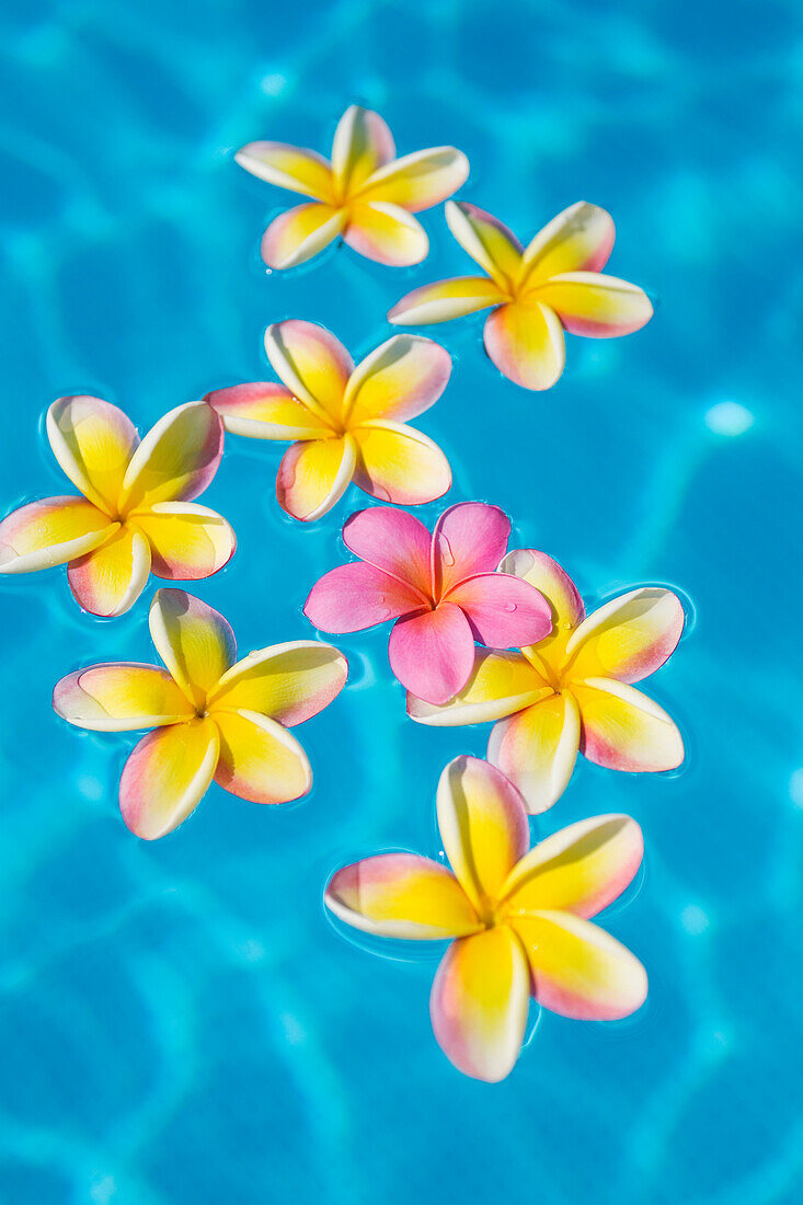 Bright yellow plumeria's floating around one pink one in turquoise water.