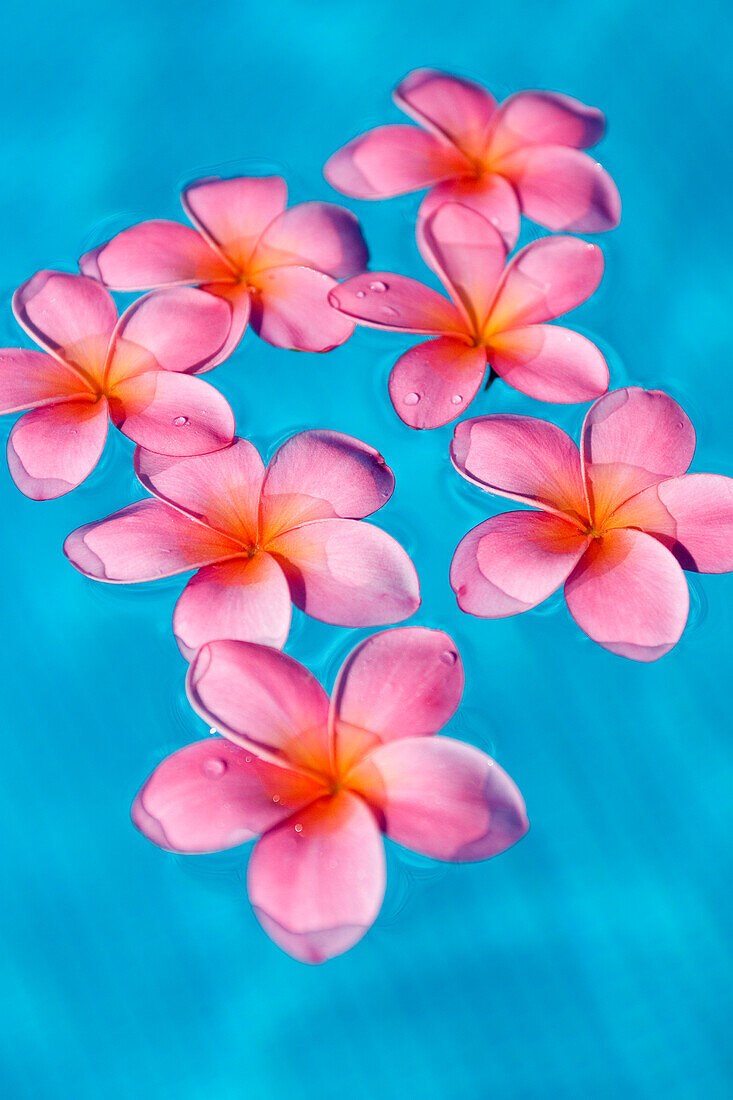 Bright pink plumerias floating in turquoise water.