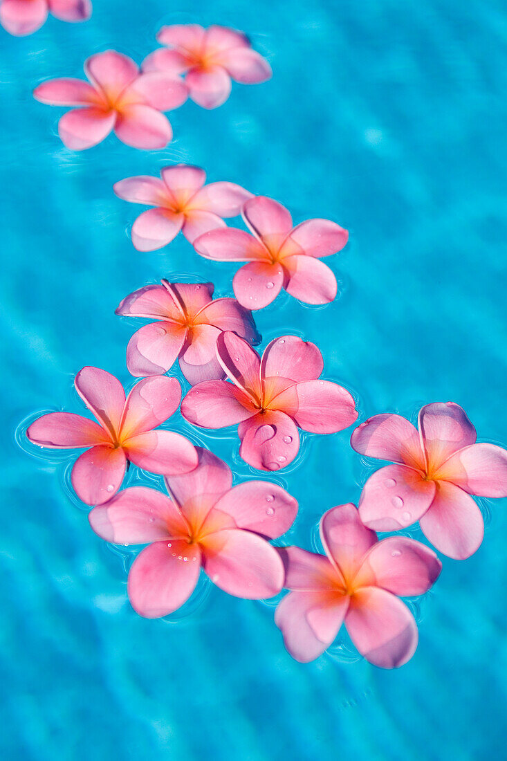 Bright pink plumeria's floating in turquoise water.