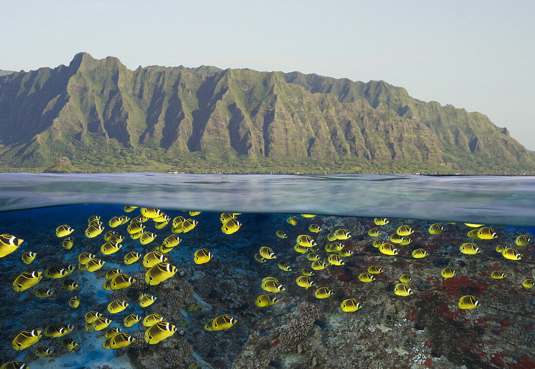 [DC] Hawaii, Oahu, Split view of a School of Racoon ButterflyFish (Chaetodon lunula) along reef and mountain range.