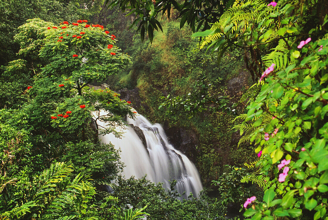 Hawaii, Maui, Hana, Waterfall surrounded by tropical flowers and plants
