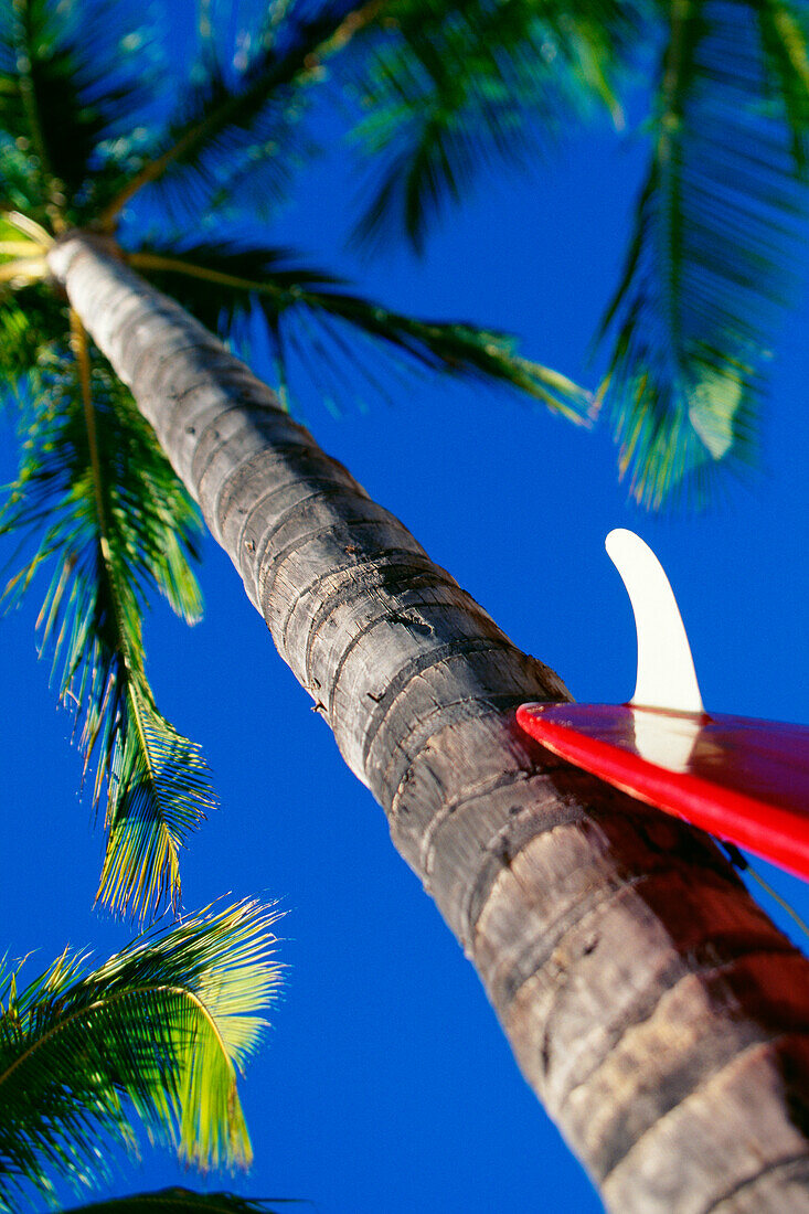 Hawaii, Red surfboard with white skeg leans up against tall palm tree
