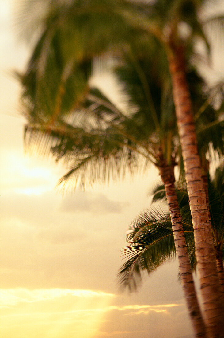 View of sunset beaming through the clouds, row of palm trees on the side