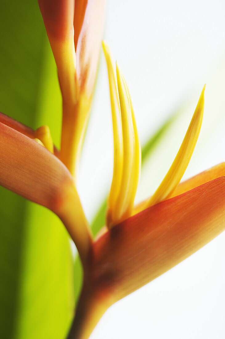 Absttract close-up view of Heliconia