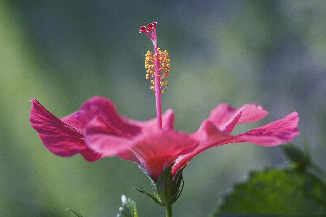 Close-up of beautiful bright pink hibiscus with blue and green background