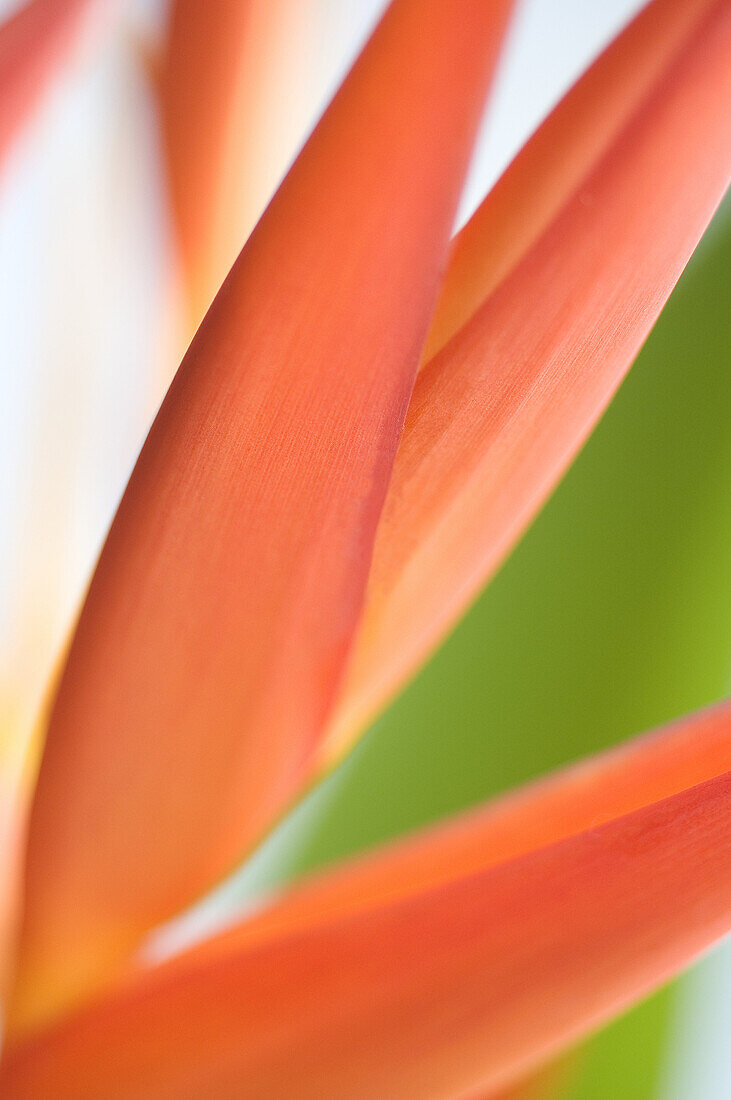 Absttract close-up view of Heliconia