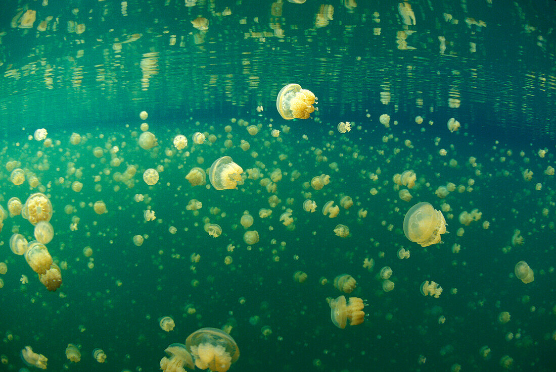 Palau, Non-stinging and Moon jellyfish of Palau's jellyfish lake.