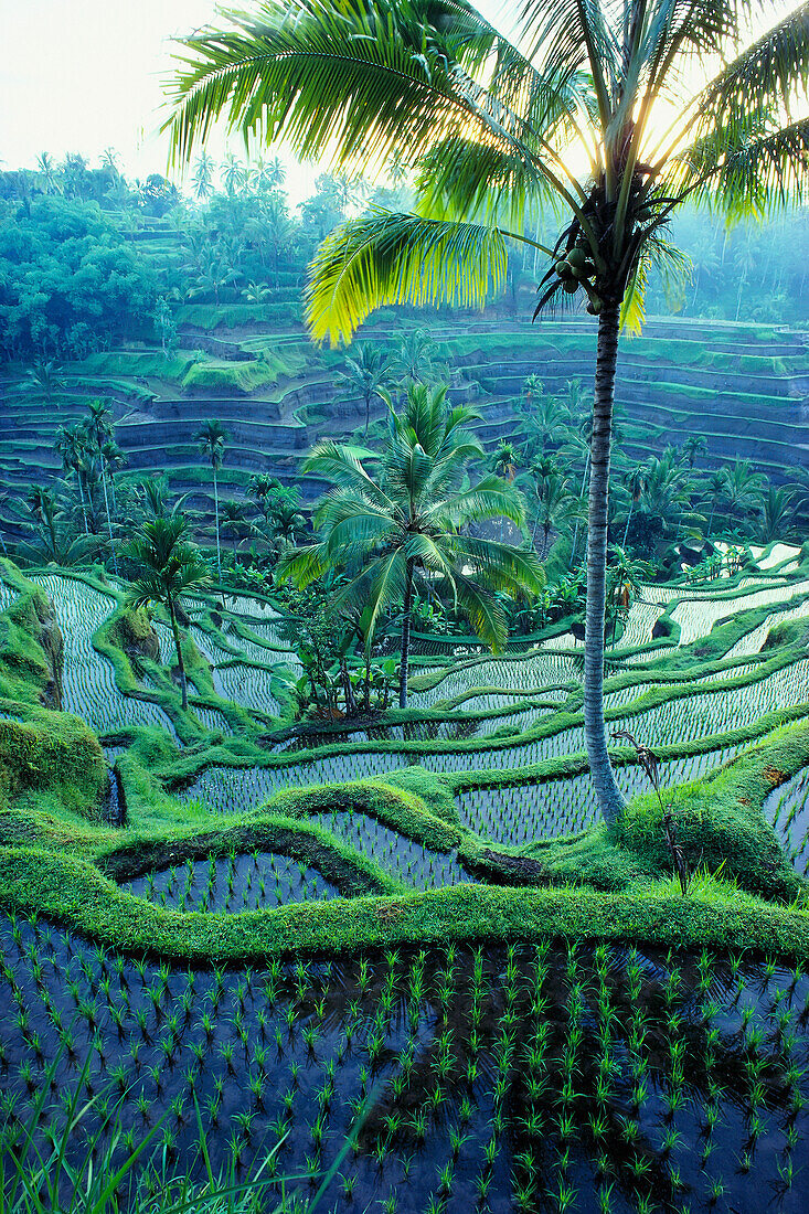 Indonesia, Bali, overview of rice terraces with water and seedlings, palm trees A62B