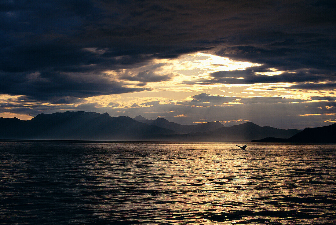 Alaska, Frederick Sound, Humpback Whale (Megaptera novaeangliae) fluke distance A50F