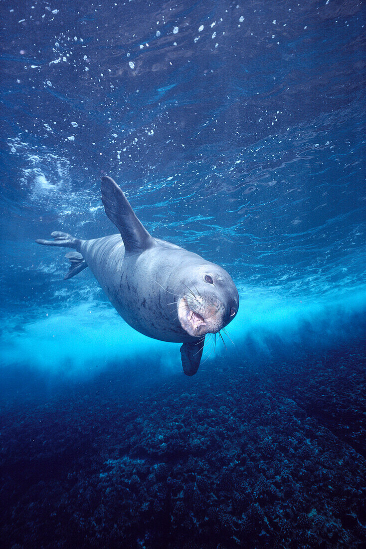 Hawaiian Monk Seal (Monachus schauinslandi) with mouth open swimming downward A96F