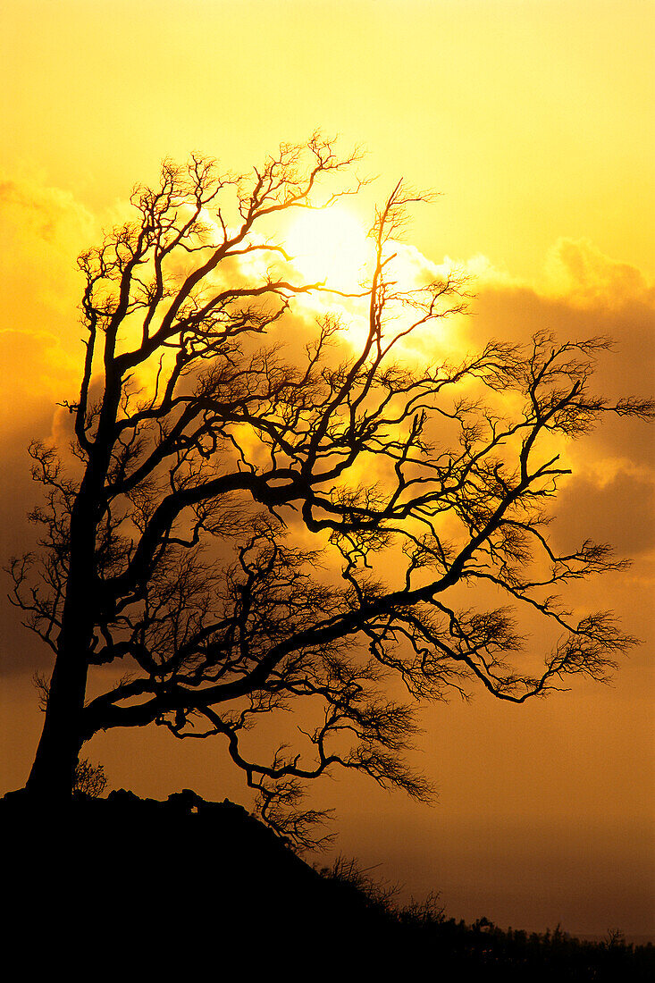 Hawaii, Big Island, Tree without leaves silhouette at sunrise, golden A25F