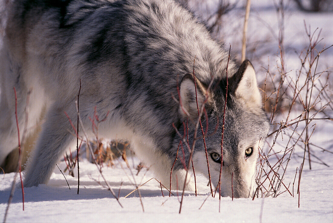 Alaska, Toklat River Valley, gray wolf (Canis lupus) nose in snow A52H