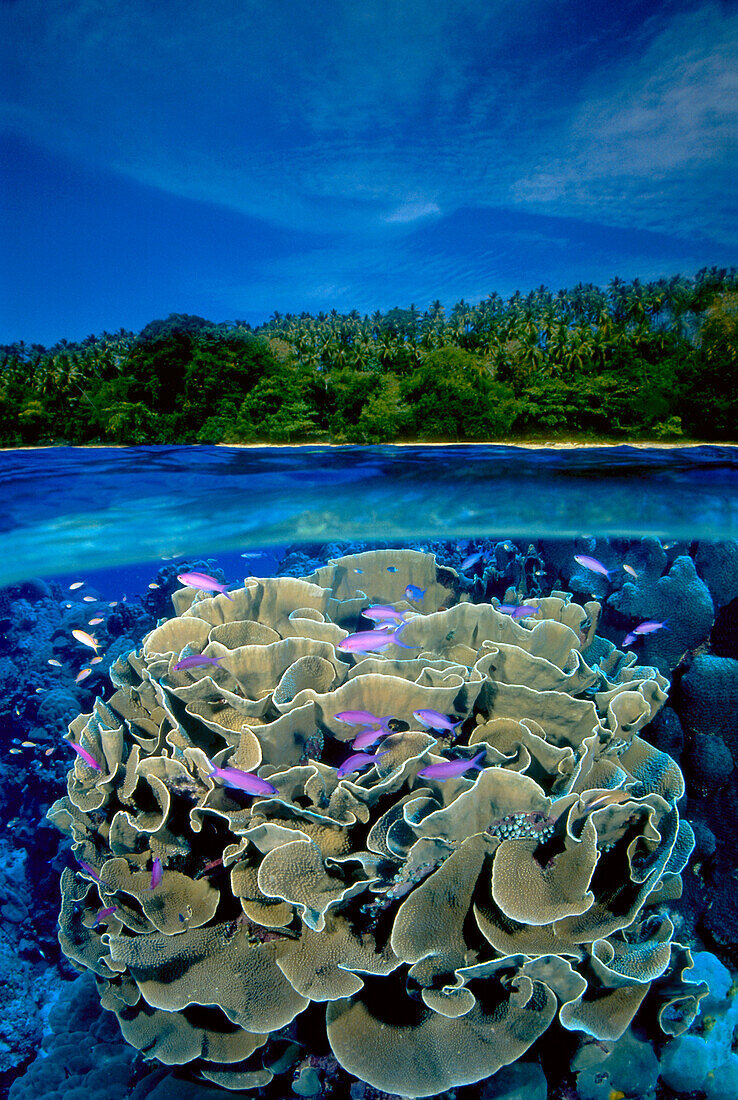 [DC] Indonesia, Bunaken Island, Anthias (Pseudanthias tuka) coral, over/under B1958