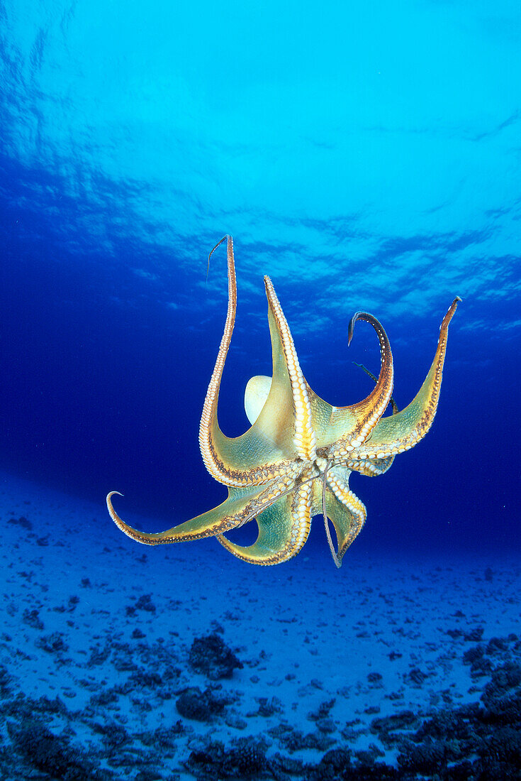 Hawaii, Day Octopus (Octopus cyanea) midwater with sunburst, underside B1935