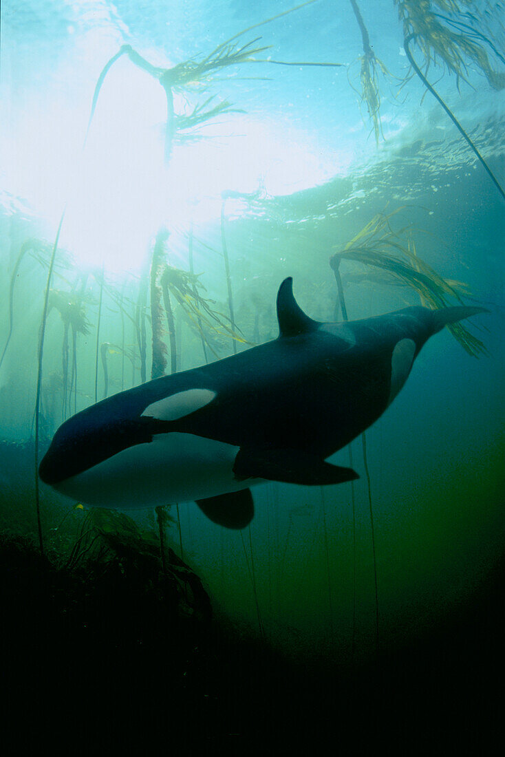 [DC] British Columbia, Killer Whale Orca (Orcinus orca) and kelp forest B2009