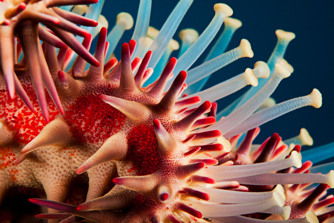 Hawaii, Maui, Molokini, A macro shot of the spines and tube feet of a Crown of Thorns starfish, (Acanthaster Planci).