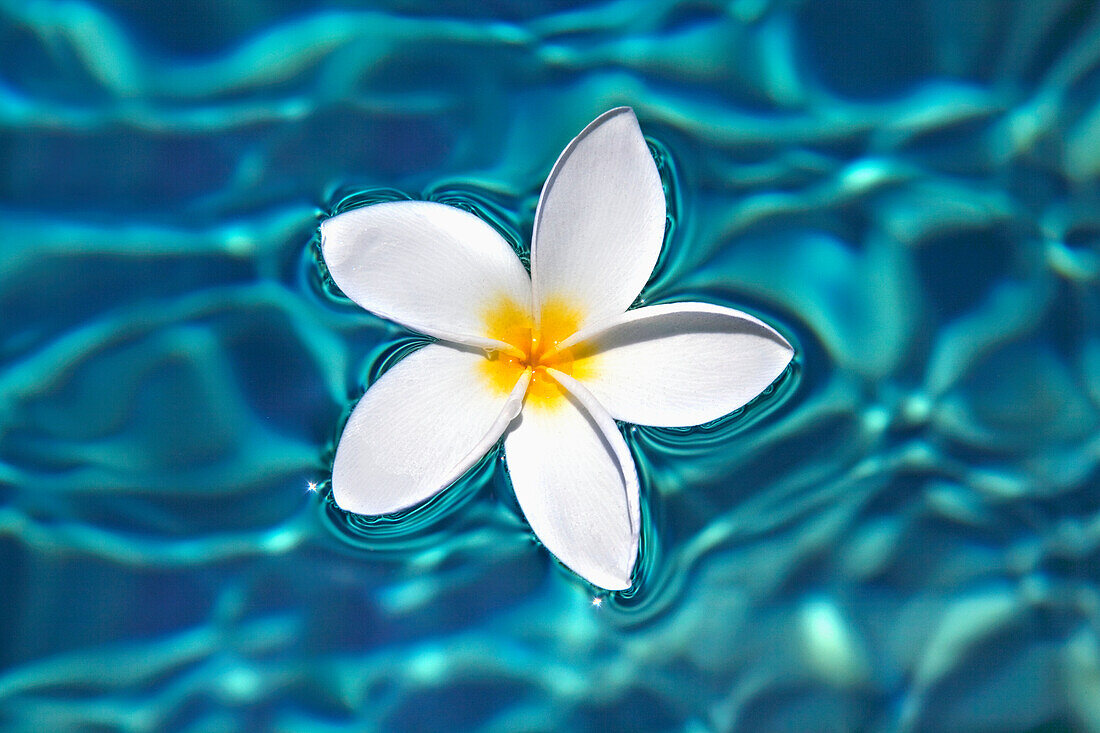 Plumeria flower floating in clear blue water.