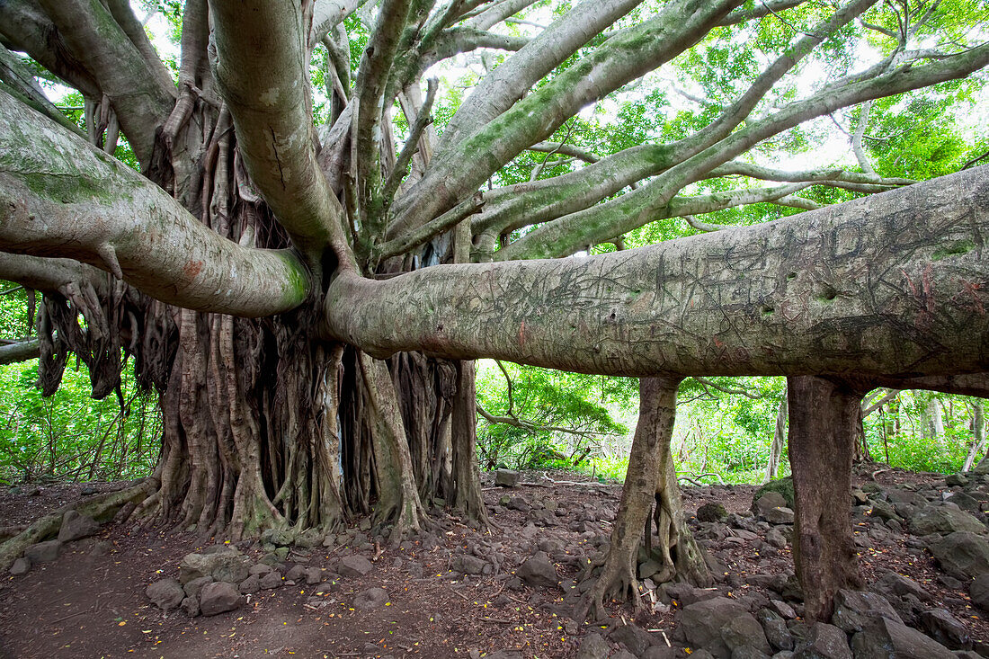 Hawaii, Maui, Hana, Banyan Tree.