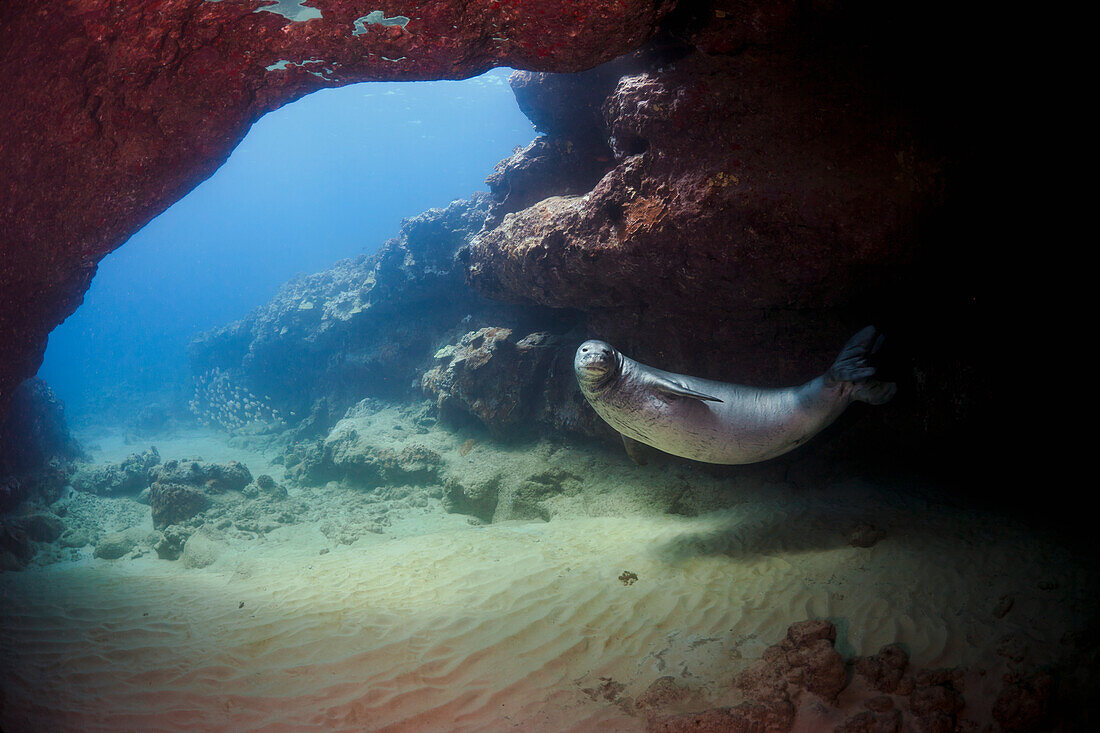 Hawaii, A Hawaiian monk seal (Monachus schauinslandi), an endemic and endangered species, swims in an underwater cave.