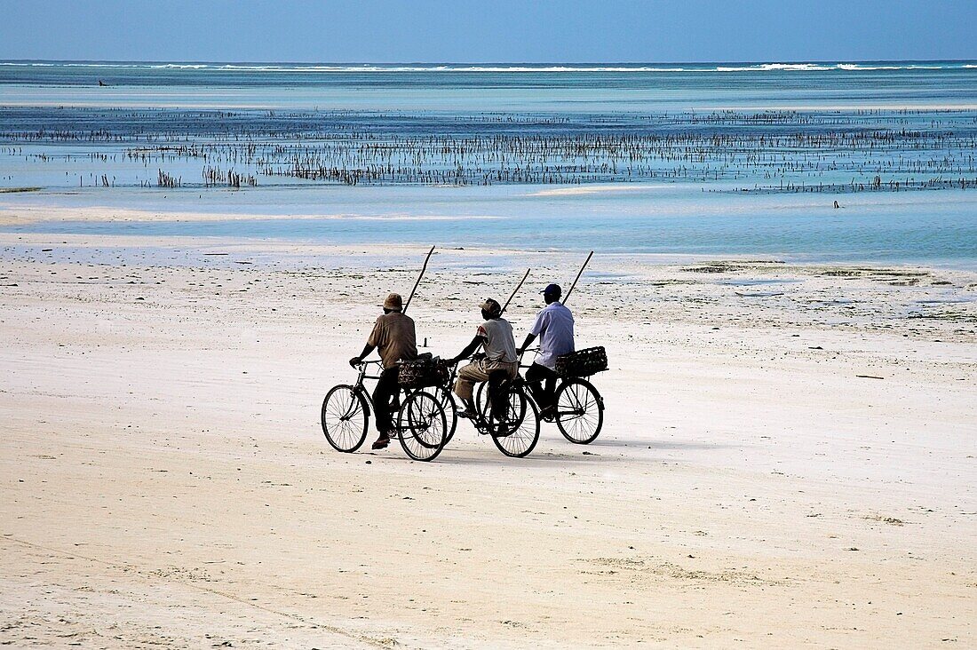 'Three Fishermen On Bikes; Zanzibar, Tanzania'