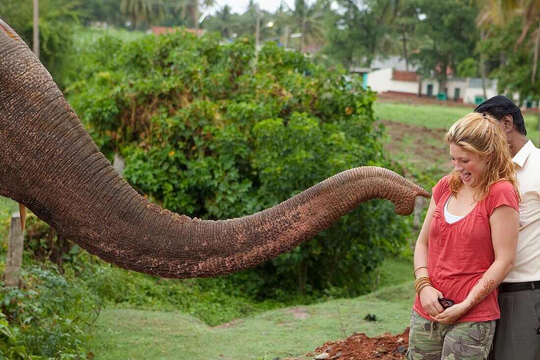 'A Look Of Surprise On A Woman'S Face As A Traditional Holy Elephant'S Trunk Comes Towards Her In Blessing; Tamil Nadu, India'