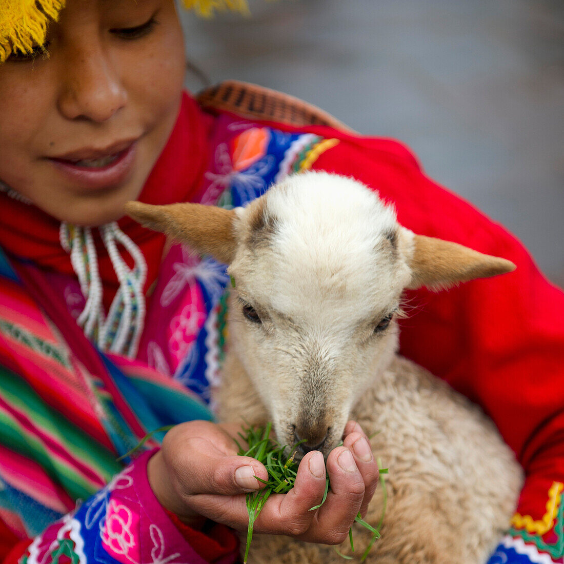 'A Girl Feeds A Small Goat; Cusco Peru'