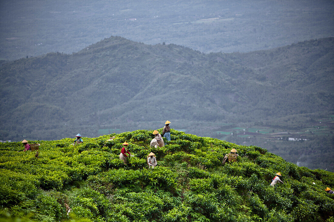 'A Group Working At A Tea Plantation; Tanjung Sakti Sumatera Selatan Indonesia'