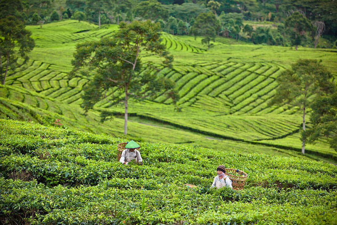 'Workers In The Tea Plantation; Tanjung Sakti Sumatera Selatan Indonesia'