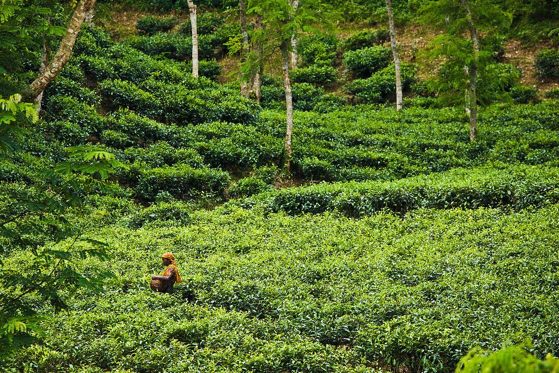 'A Worker In A Tea Plantation; Sylhet Bangladesh'