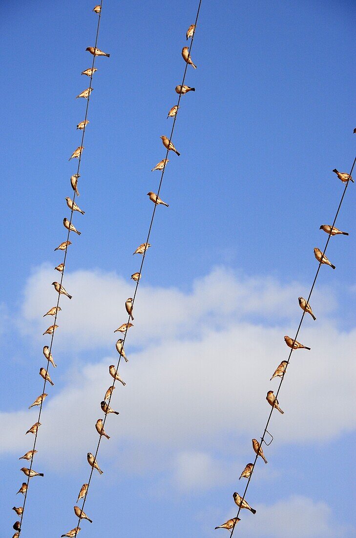 Birds on the electrical lines, Morocco