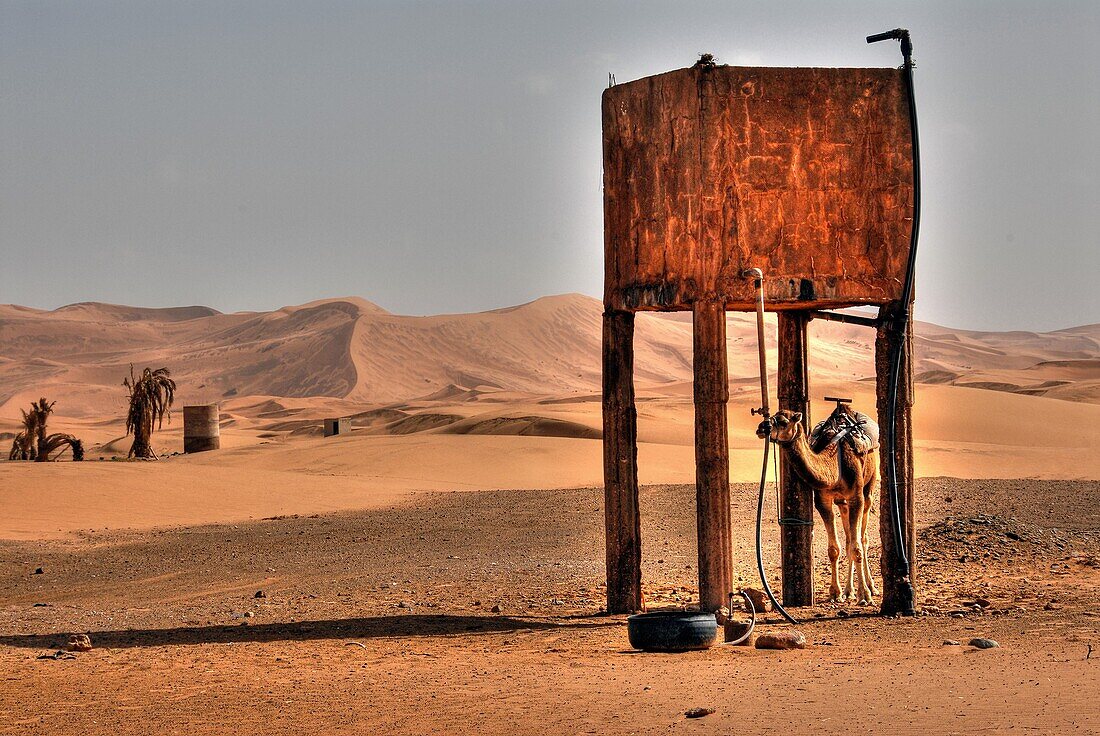 Dromedary down a water tank, Morocco