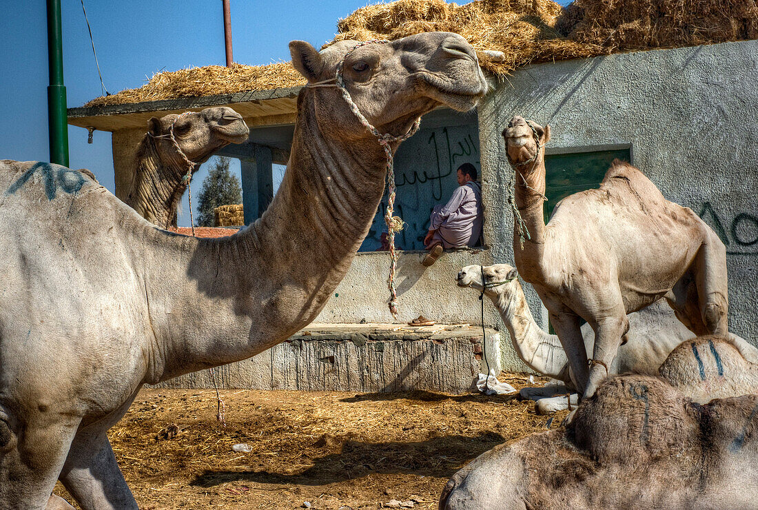 Egypt, Birqash Camel Market, Souq al-Gamaal