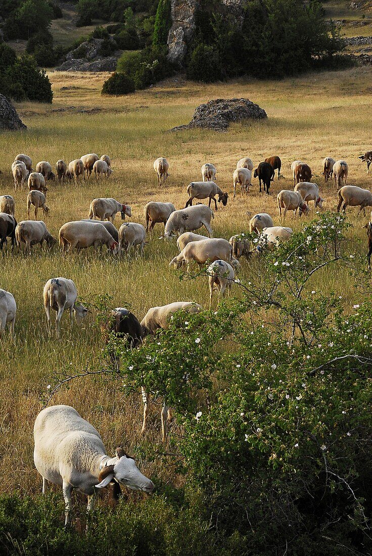 A herd of ewes in the Aveyron region, France