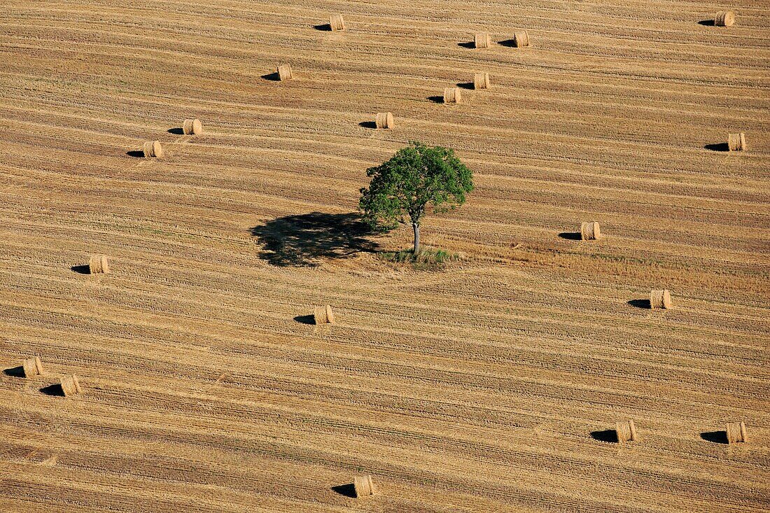 France, Landscape harvested grain field with haystacks, tree in the center of the image (aerial photo)