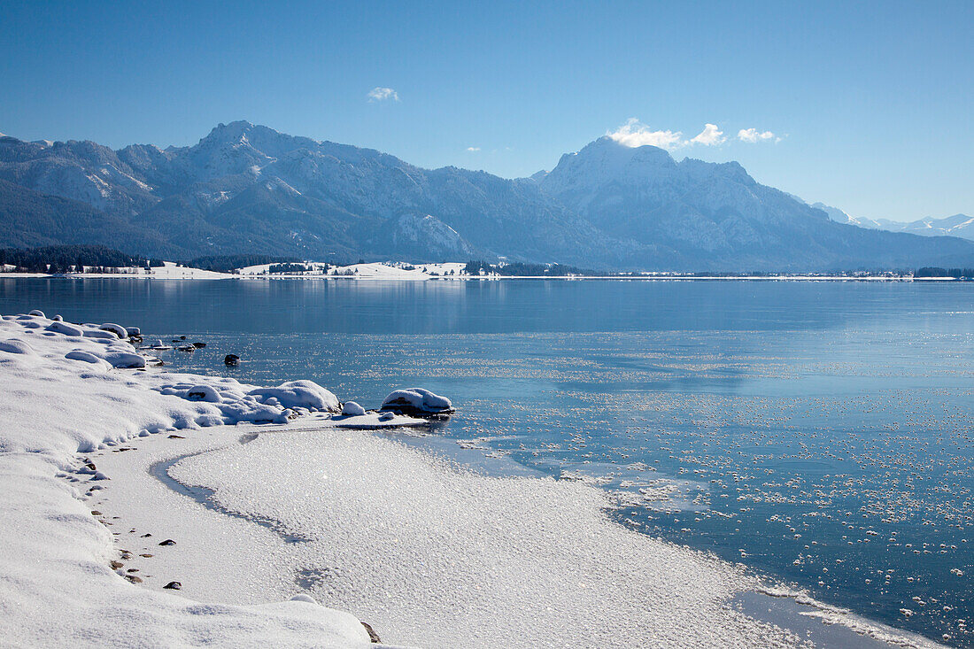 Blick über den Forggensee zu den Allgäuer Alpen mit Tegelberg und Säuling, Allgäu, Bayern, Deutschland