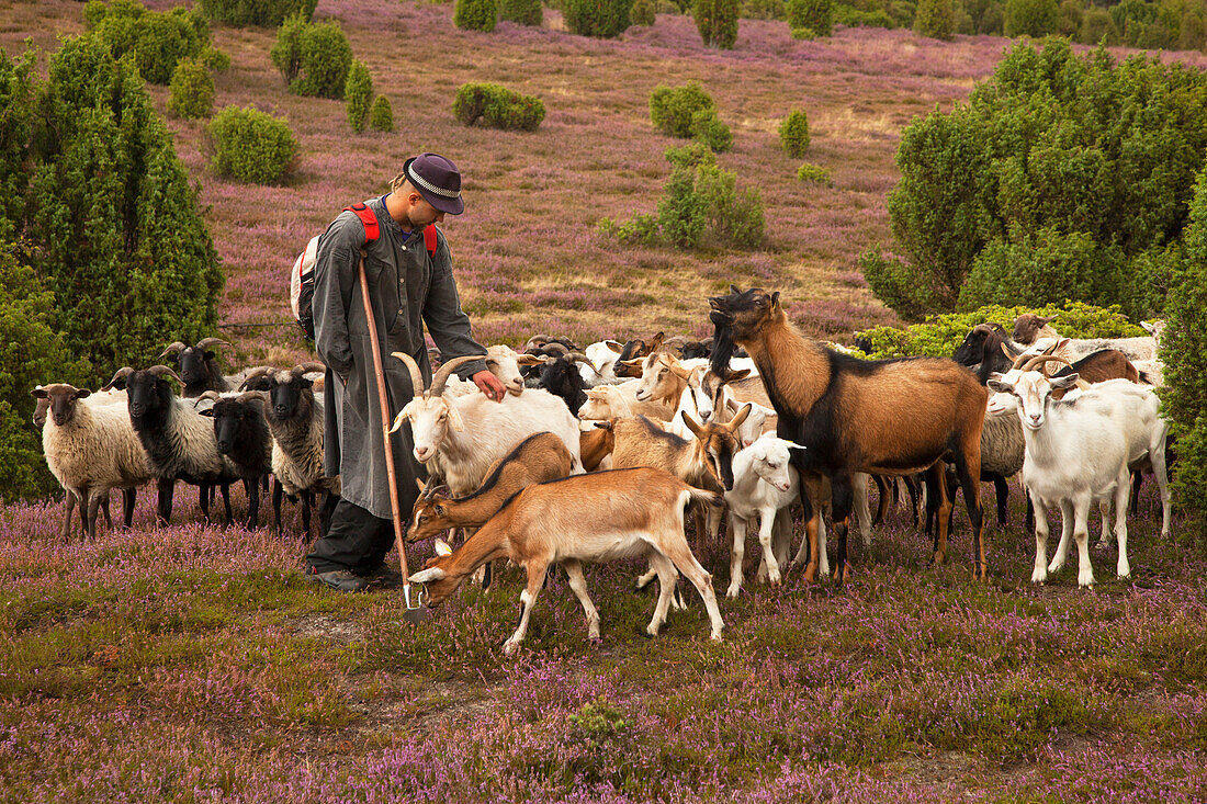 Shepherd in the Lueneburger heath, Lüneburger Heide, Lower Saxony, Germany