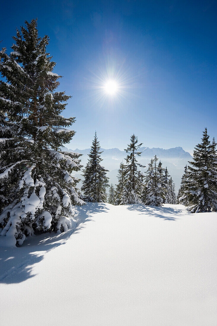 schneebedeckte Tannen am Wank mit Zugspitze im Hintergrund, Garmisch-Partenkirchen, Bayern, Deutschland