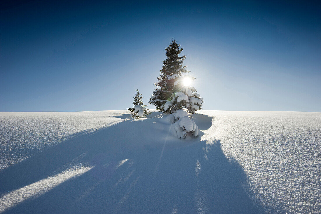 schneebedeckte Tanne am Wank, Garmisch-Partenkirchen, Bayern, Deutschland