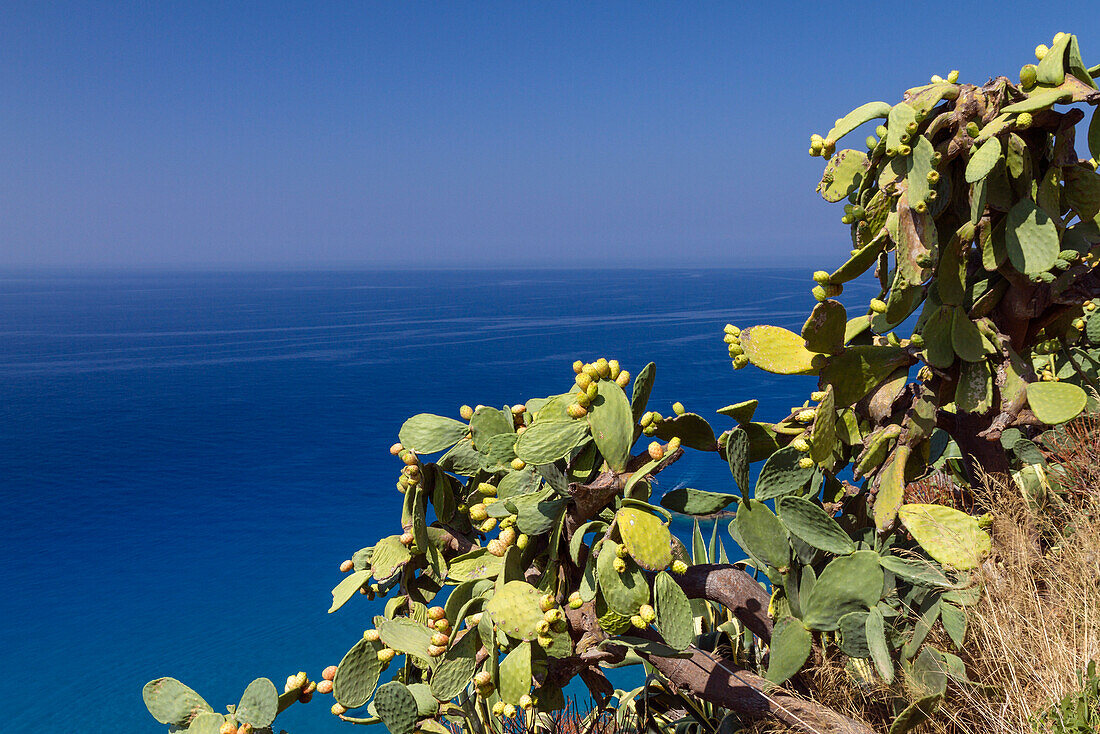 Opuntia on Capo Vaticano south of Tropea, Opuntia ficus-indica, Tyrrhenian Sea, Calabria, Mediterranean, Southern Italy, Europe