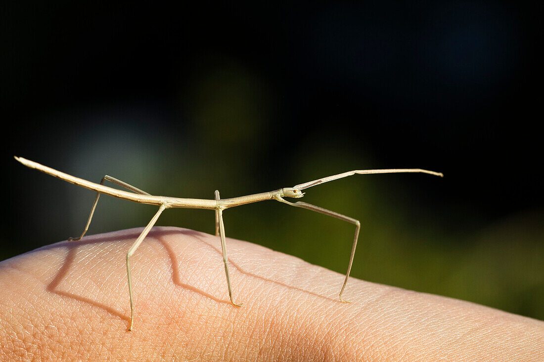 European Stick Insect, Bacillus rossius, Mediterranean, Italy, Europe