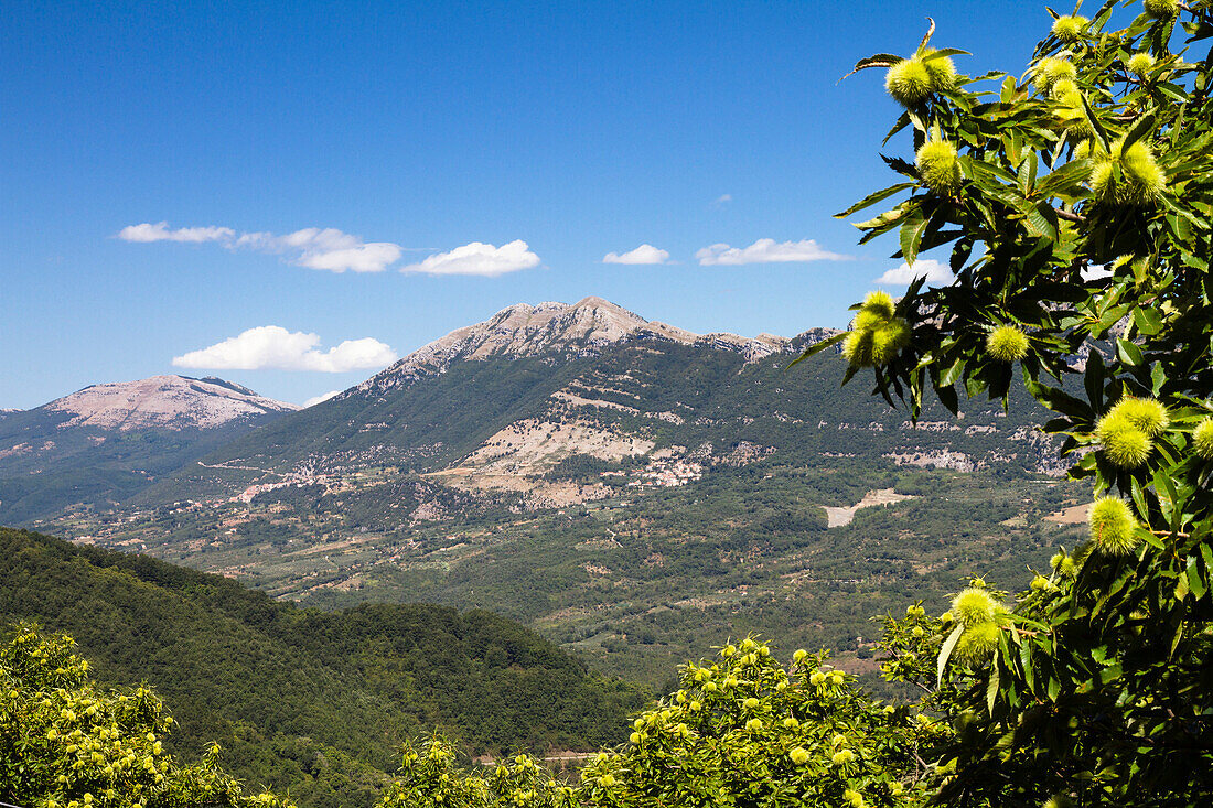 Mountain panorama with chestnut tree, Castanea sativa, Cilento National Park, Cilento, Campania, Southern Italy, Europe