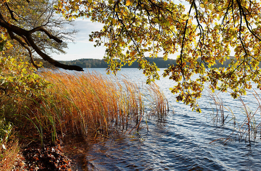 Templin Lake in Autumn, Potsdam, Land Brandenburg, Germany