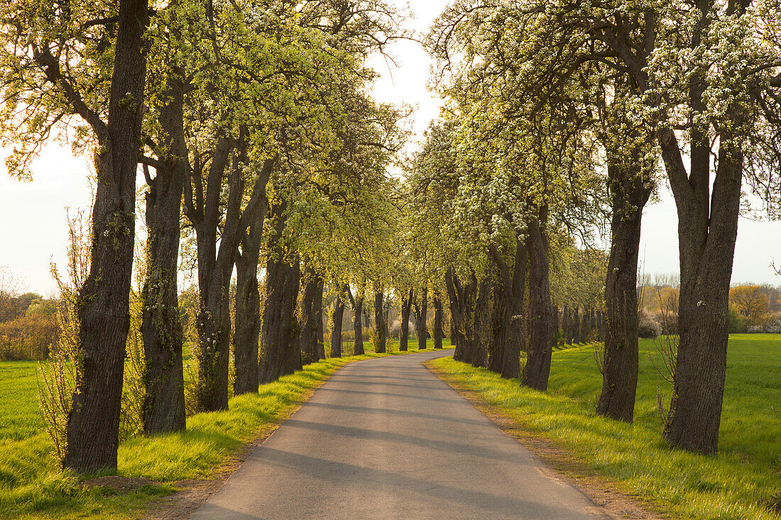 Allee of pear trees, Munsterland, North Rhine-Westphalia, Germany